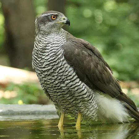Gospodarstwo wiejskie Nature Travel *