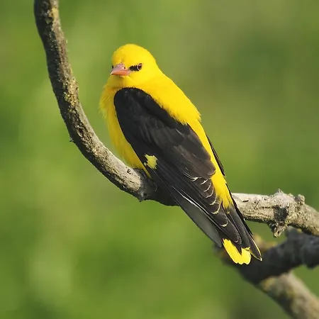 Nature Travel Dobricz